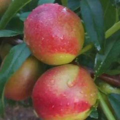 2016万荣油桃走过路过不要错过