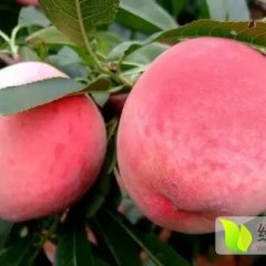 沂源蜜桃火爆招商中,张家刘泰学诚信合作