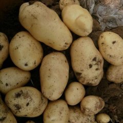 岱岳角峪王增义6月荷兰十五土豆