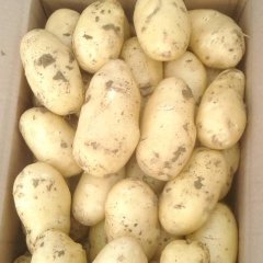 2016惠民土豆收购工作全面开展