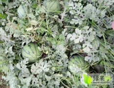 河南通许京欣西瓜著名品种