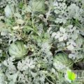 河南通许京欣西瓜著名品种