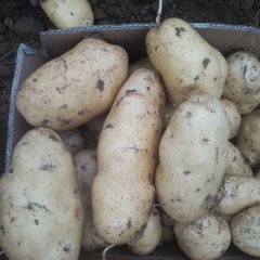 山东肥城荷兰十五土豆名优产品