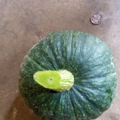 浙江慈溪大批小南瓜出售，价格面议