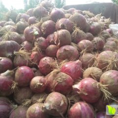 惠民洋葱产销两旺,姜楼冯大文诚信合作