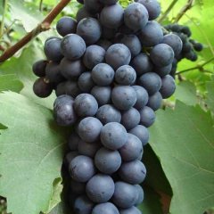 河北柏乡6月夏黑葡萄