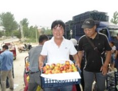 山西运城市临猗县王杰供应各种品种油桃