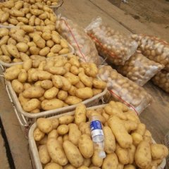 通许河南刘营6月荷兰七号土豆