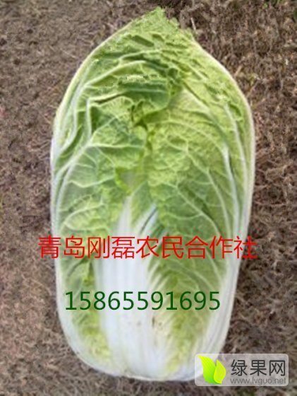 2016年山东平度黄芯半黄芯白菜价格