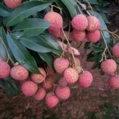 广西钦北黑叶荔枝名扬天下