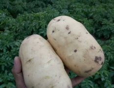 2016惠民土豆收购工作全面开展