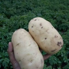 2016惠民土豆收购工作全面开展