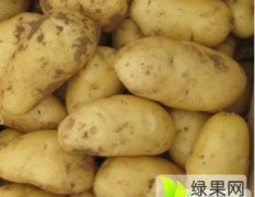 河北昌黎中薯系列土豆价格适宜