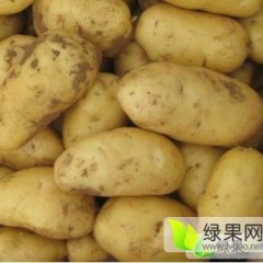 河北昌黎中薯系列土豆价格适宜