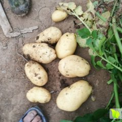 2016安丘土豆俏销大江南北