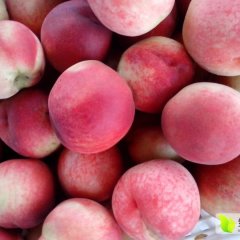 2016大荔蜜桃抓住商机无限