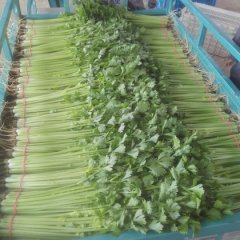 2016岱岳芹菜今年价格有看点