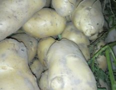 2016固安土豆今年价格有看点