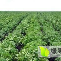 2018平度荷兰十五