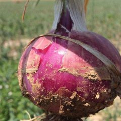 2016惠民洋葱价格波动不大