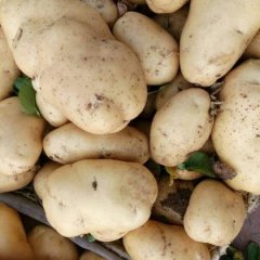 山东岱岳荷兰十五土豆随行就市