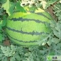 2016开封县西瓜 冠龙花皮，龙旋风