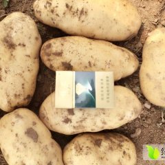 栾城土豆名优产品,栾城侯文辉诚信合作