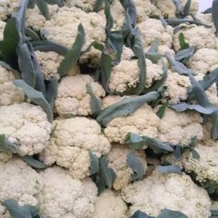 河北曲周红皮洋葱早买早赚