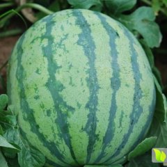 大荔西瓜价格行情平稳羌白秦豫诚信合作