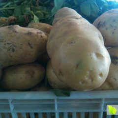 东昌府沙镇张振申6月荷兰十五土豆