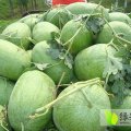 东明西瓜口感好，品种多