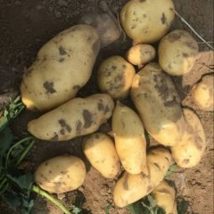 河北博野荷兰十五土豆著名品牌