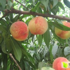 河南开封尉氏供应桃子毛桃价格大红桃产地