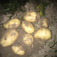 黄海农场中德示范园荷兰15 土豆