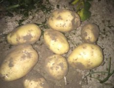 黄海农场中德示范园荷兰15 土豆
