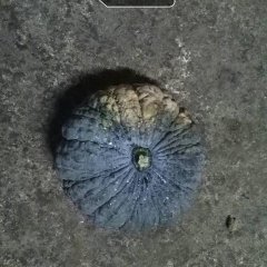 2016上林南瓜走过路过不要错过