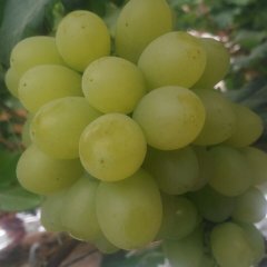 永年张西李帅涛6月维多利亚葡萄