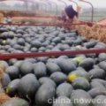 河南开封郭庄西瓜批发大市场