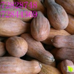 湖北嘉鱼王中王，绿亨，甜蜜蜜等早瓜