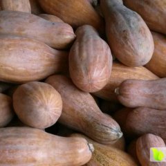 湖北嘉鱼金韩密本南瓜香甜可口