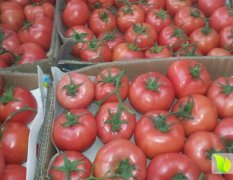 费县西红柿上市，质量上乘。价格合理。