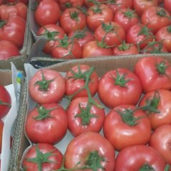 费县西红柿上市，质量上乘。价格合理。