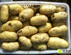 山东平阴荷兰十五土豆著名品种