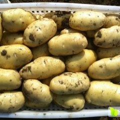 山东平阴荷兰十五土豆著名品种