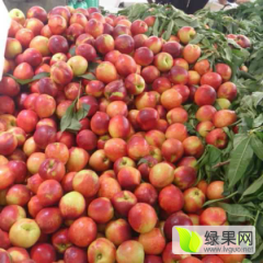 山东费县中油4号油桃火爆招商中