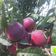 山东费县春雪蜜桃火热上市