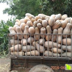 广西江南金韩密本南瓜口感爽口