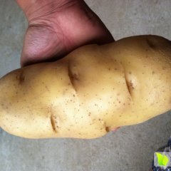 丰县土豆随行就市金陵滕义沛诚信合作