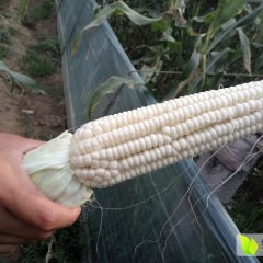 青州玉米聚焦市场,大陈所获诚信合作