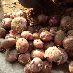 曲周县红皮洋葱 好洋葱